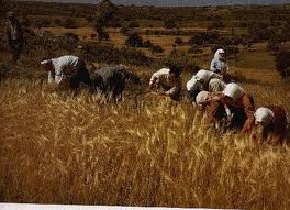 «Τζίτζικας ελάλησε, πάρτε τα δρεπάνια σας…»