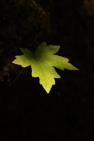 Πλάτανε γεροπλάτανε, με τα πλατιά τα φύλλα...