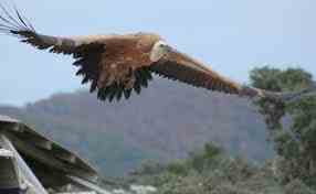 Ω, μέγα ποιητή!