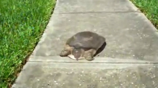 Η πιο γρήγορη χελώνα του κόσμου!