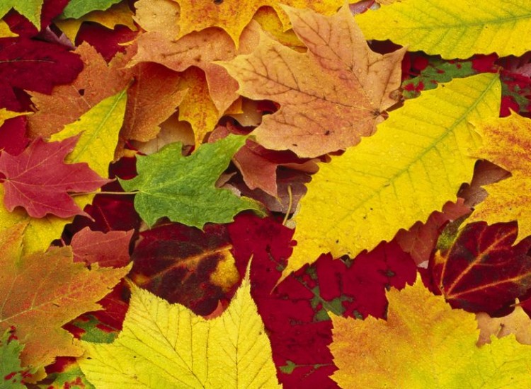 ΚΟΙΝΩΝΙΑ ΩΡΑ ΜΗΔΕΝ…ΜΕ ΟΔΗΓΟ ΤΗΝ ΑΓΝΟΙΑ!!!