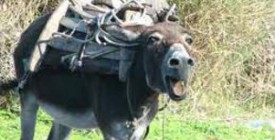 Ερωτευμένος με θηλυκό γαϊδούρι!!!