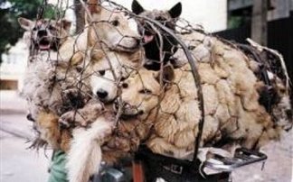 Σφάζουν και πουλάνε αδέσποτα σκυλιά