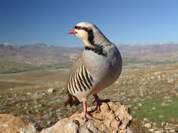 Οι κόκοροι κι η πέρδικα