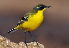 Είσαι μία σουσουράδα