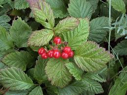 Η αλεπού κι ο βάτος