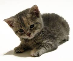 Η γάτα και η Αφροδίτη