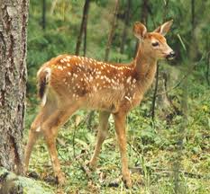 Το ελάφι και το αμπέλι