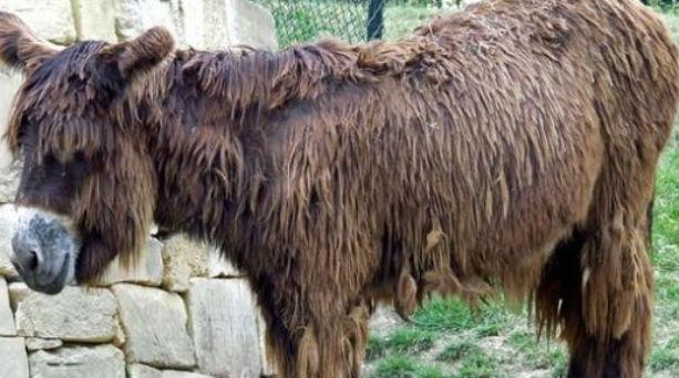 Γάιδαροι με… ράστα!