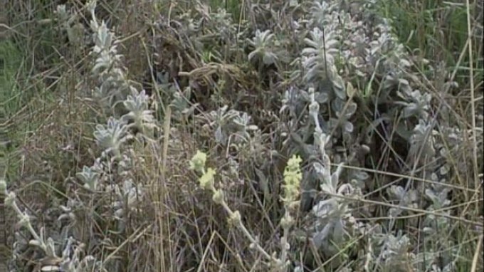 Γερμανοί και Βούλγαροι «μας κλέβουν» τη μαλοτήρα!!!