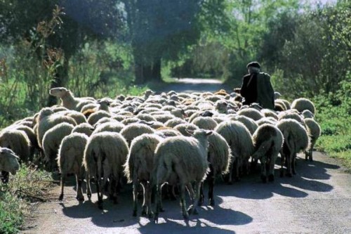 4,5 εκατ. αιγοπρόβατα της Κρήτης αναστάτωσαν την Ευρώπη!!! 