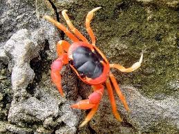 Το φίδι και ο κάβουρας