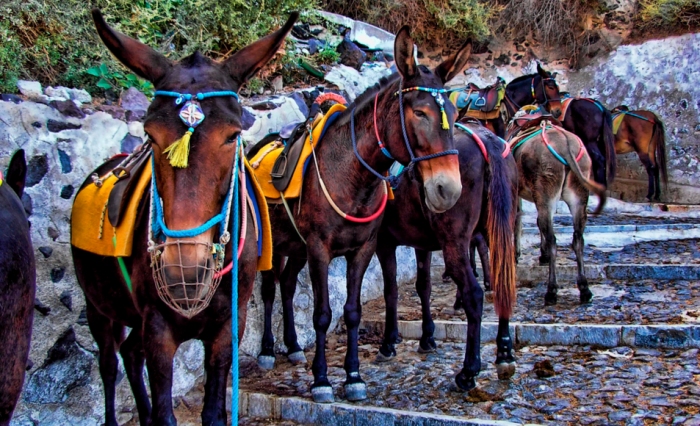 Τα γαϊδουράκια της Σαντορίνης… στο «Πάμε πακέτο»