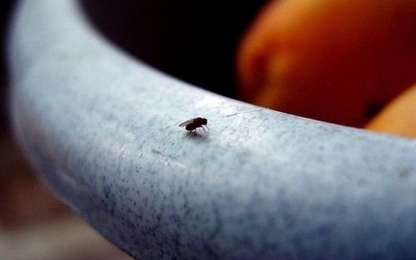 Πώς να εξαφανίσετε τις μύγες από το σπίτι σας…