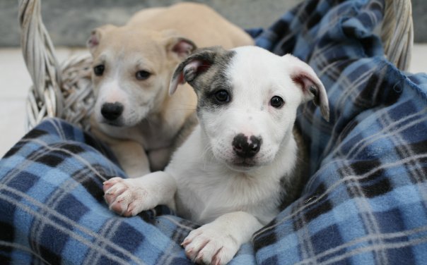 «Χαράτσι» και στα κατοικίδια και «ταυτότητα» συντροφιάς με 6 ευρώ!!!