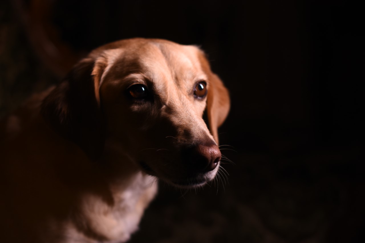 Παγκόσμια Μέρα των Ζώων, μέρα κραυγής και αφύπνισης και όχι γιορτής…