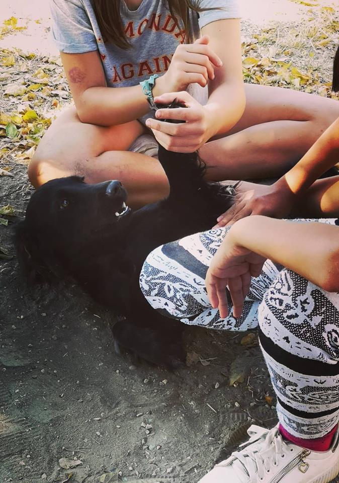 Όταν οι αδέσποτοι σκύλοι διδάσκουν....