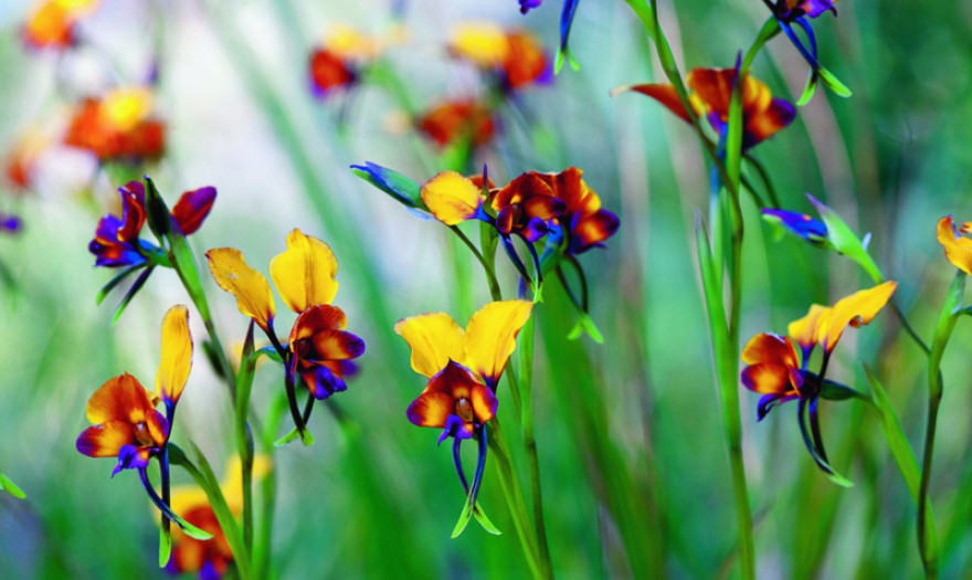 Διακόσια ευρώ το κιλό για ένα άγριο λουλούδι!!!