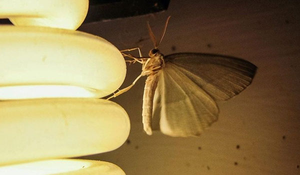 Γιατί τα έντομα πετούν προς τις λάμπες;