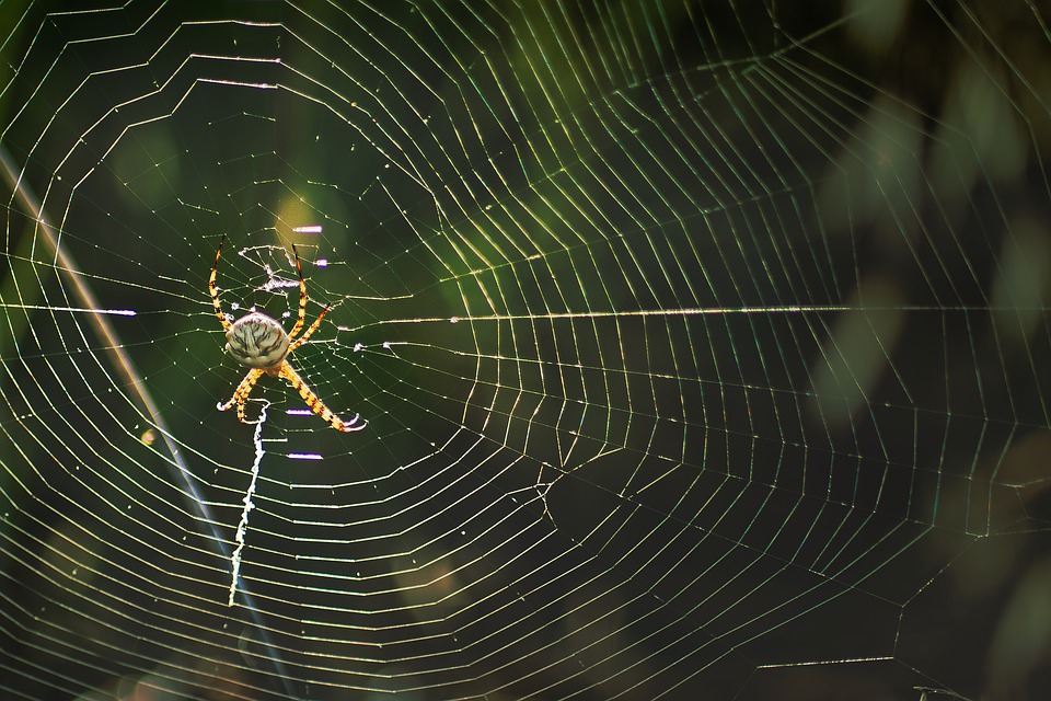 Κουνούπι, σφίγγα, τσιμπούρι, αράχνη: Τι προκαλεί κάθε τσίμπημα και πώς να αντιδράσεις…