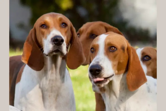 Πόσες από τις 15 ράτσες σκύλων μπορείς να βρεις;
