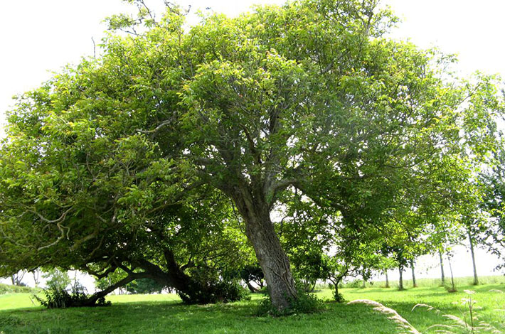 Η καρυδιά και το ανάθεμα… 