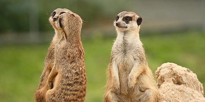 Τι να κάνεις αν κρατάς το φανάρι…