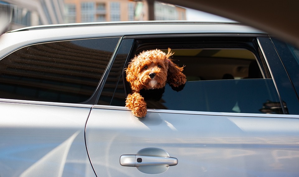 Έρευνα: Πιο βρώμικο και από τουαλέτα το αυτοκίνητο -Τα σημεία με τα περισσότερα βακτήρια