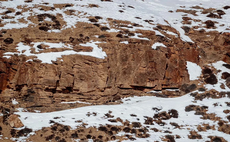 Viral: Το 99% των θεατών δεν μπόρεσε να βρει την λεοπάρδαλη που κρύβεται σε αυτή τη φωτογραφία – Εσείς;