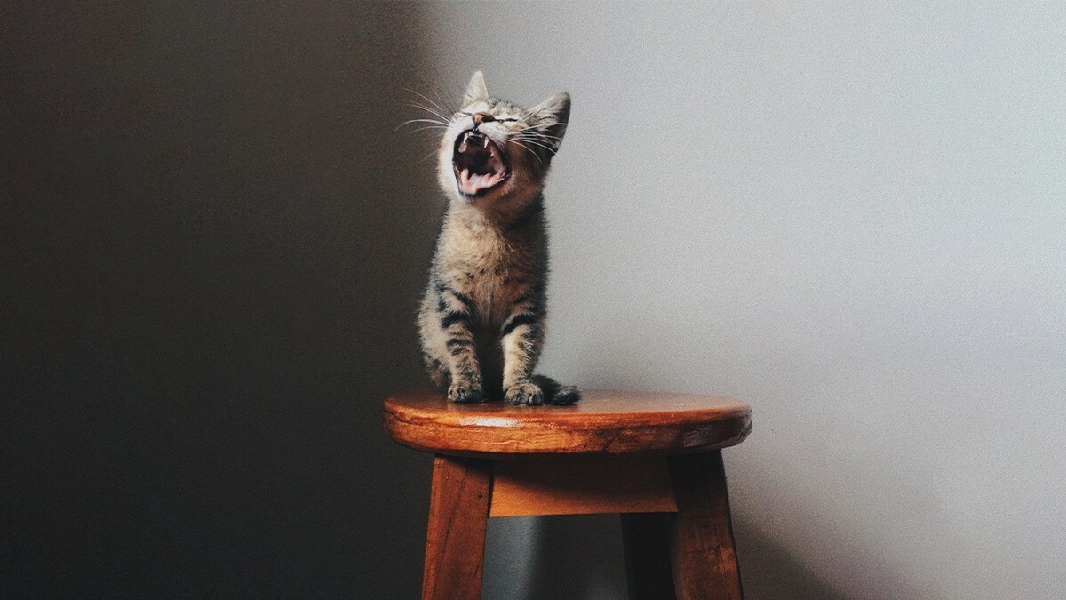 Τι συμβαίνει στον εγκέφαλο κάποιου που γκρινιάζει κάθε μέρα σύμφωνα με την επιστήμη