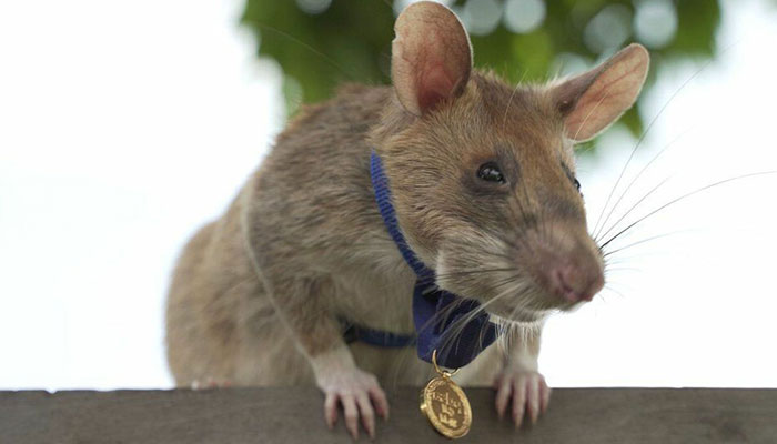 Πέθανε ο Μαγκάουα, ο αρουραίος «ναρκαλιευτής» - Είχε καθαρίσει πάνω από 100 ναρκοπέδια στην Καμπότζη