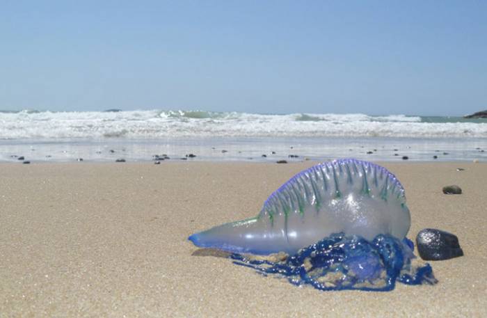 Τσίμπημα από τσούχτρα – Τι να κάνετε αμέσως – Πώς φεύγει ο πόνος…