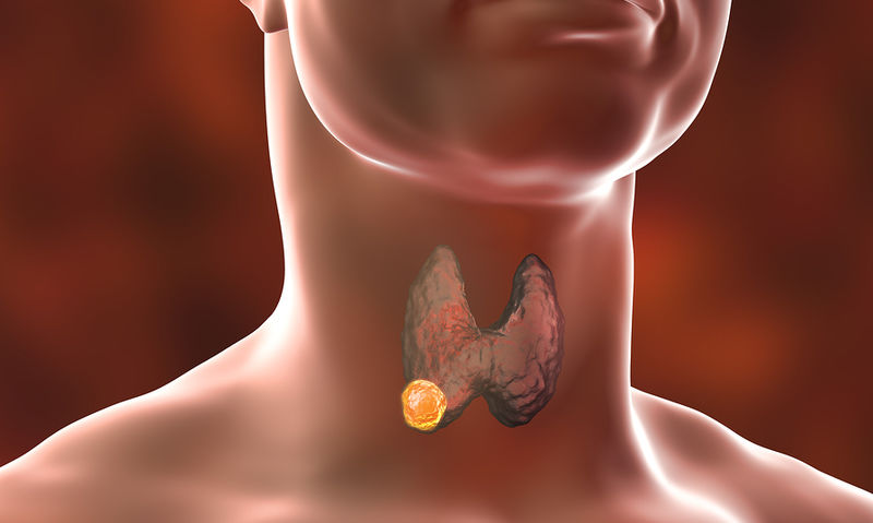 Θυρεοειδής Αδένας: Γιατί θεωρείται ο «Μαέστρος» του ανθρώπινου οργανισμού;