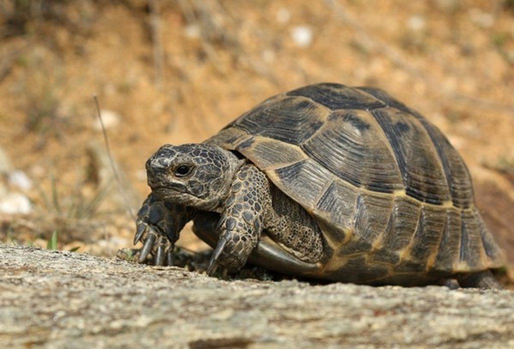 Ανέκδοτο: Θύμα ληστείας… μια λεχώνα
