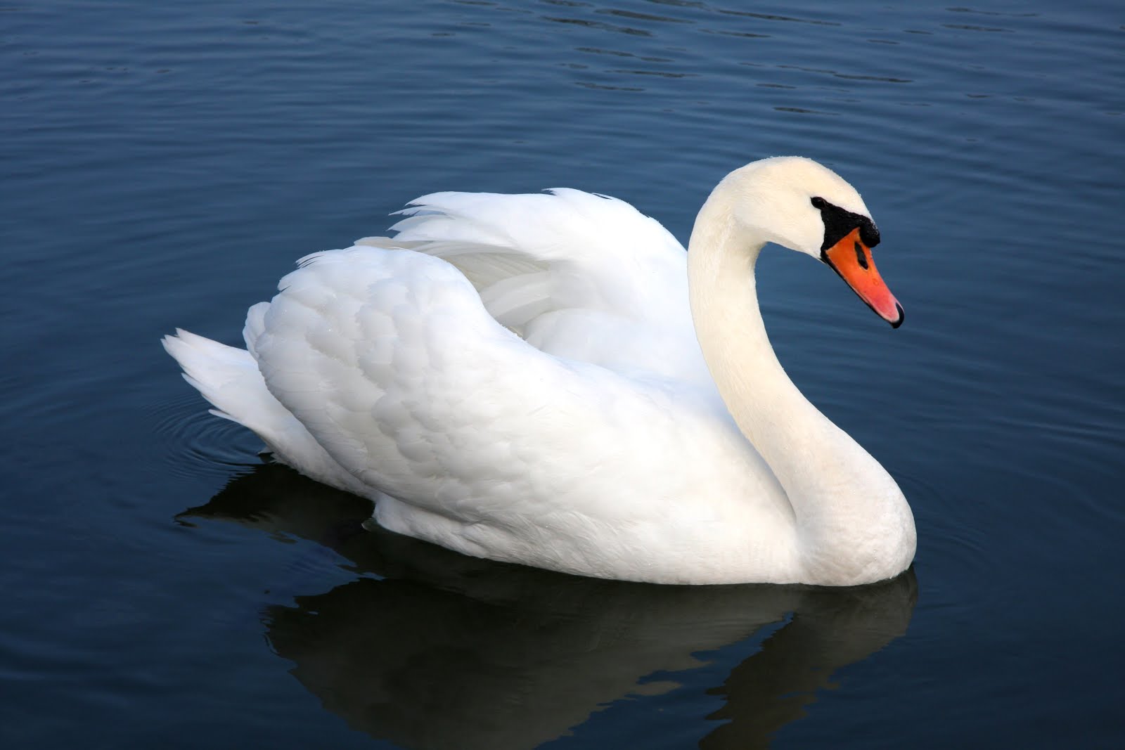 Ποιο πουλί αντιστοιχεί στο μήνα που γεννήθηκες και τι δηλώνει για σένα;