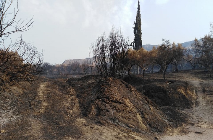 Οδοιπορικό στην καμένη Ηλεία: Πελόπιο, Καυκανιά, Χελιδόνι, Λάσδικα, Πόθου, Λάλα, Νεμούτα, με την κάμερα του ilialive (videos)