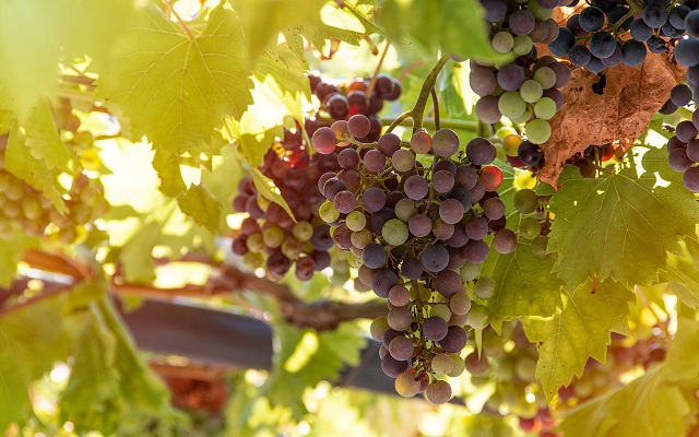 Διακοπές, κάτω από την κληματαριά!!!